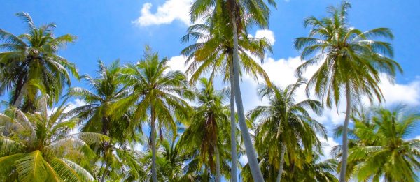 Palmen auf den Malediven
