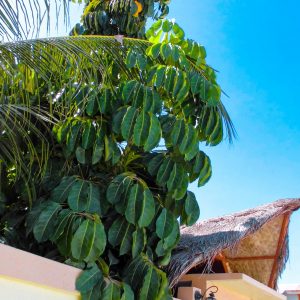 Gartenpflanze auf Maafushi