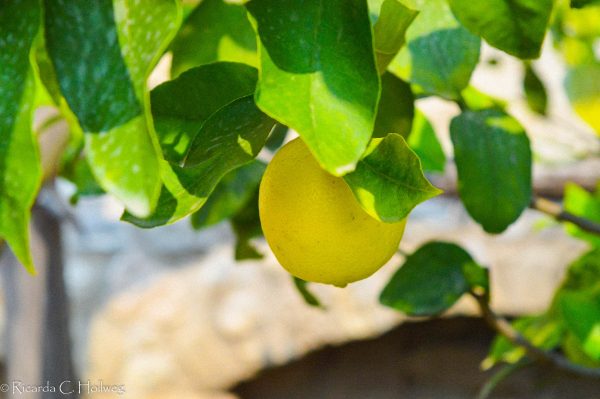 Zitrone in Limone