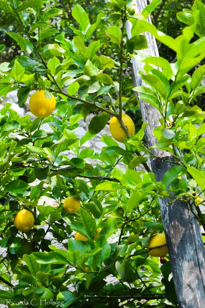 Zitronen in der Limonaia