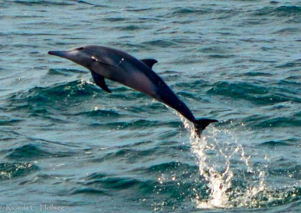 Springender Delfin in Sri Lanka
