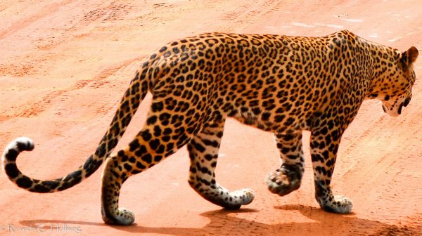 Leopard Sri Lanka