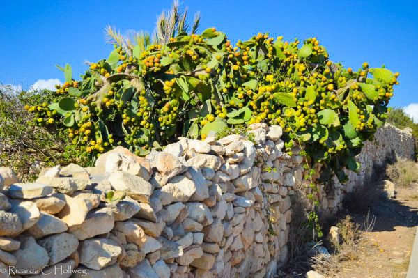 Kaktusfeige Malta
