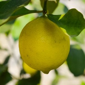 Wachsende Zitrone am Gardasee