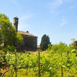 Weinanbau auf Torcello