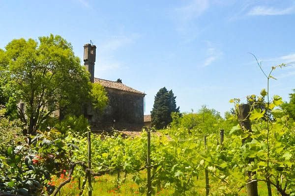 Weinanbau auf Torcello