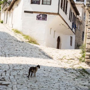 Katze in Berat Albanien