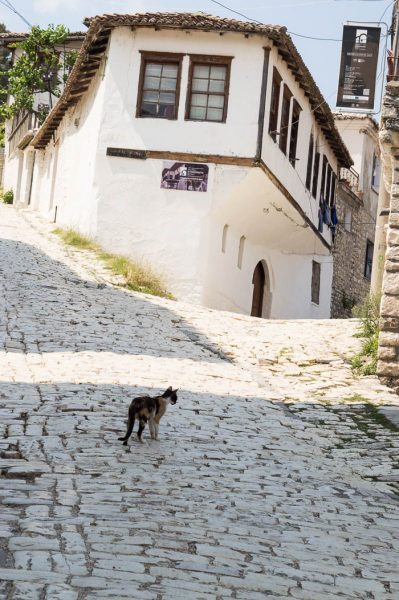 Katze in Berat Albanien
