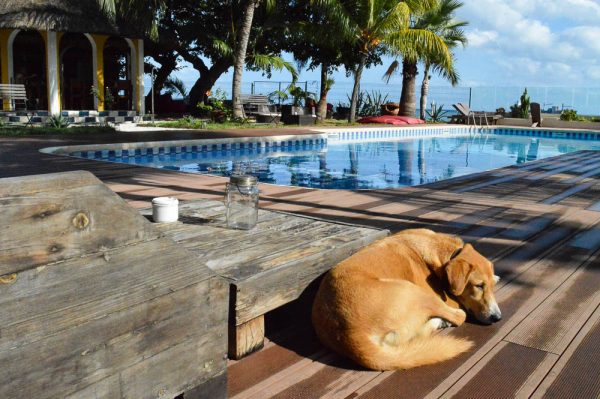 Der Haushund der Villa Anakao Mauritius