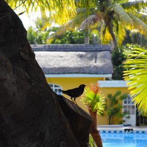 Idyllische Natur der Villa Anakao Mauritius