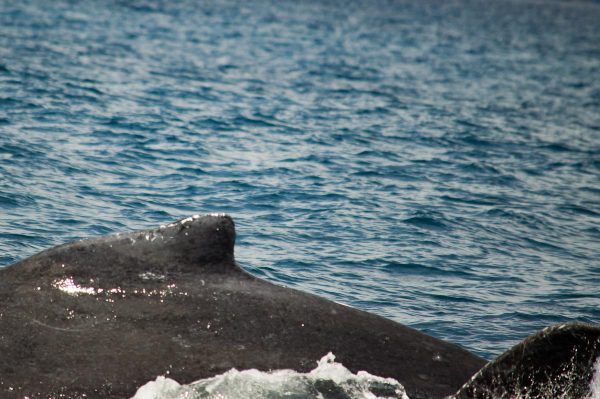 Wal vor Mauritius