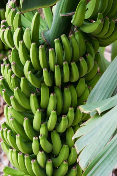 Bananen Hermigua