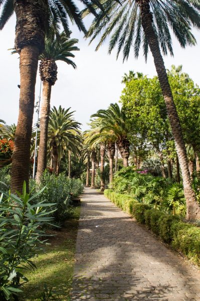 Palmen im Parque García Sanabria in Santa Cruz de Tenerife