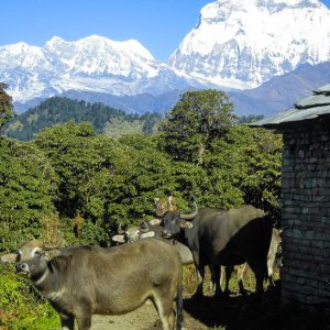 Büffel und der Annapurna in Nepal