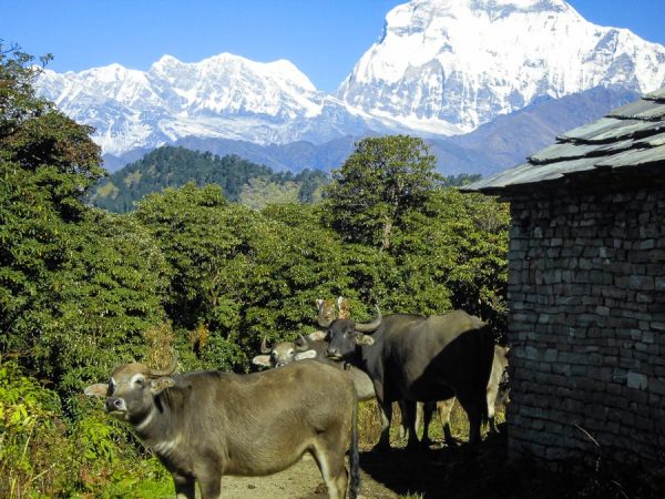 Büffel und der Annapurna in Nepal