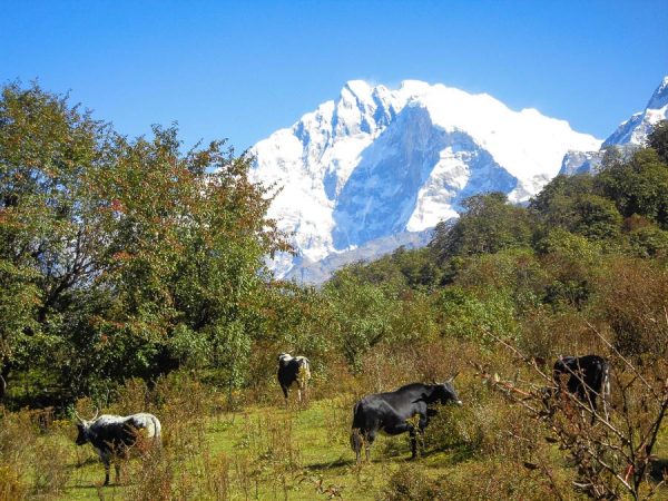 Kühe vor dem Annapurna