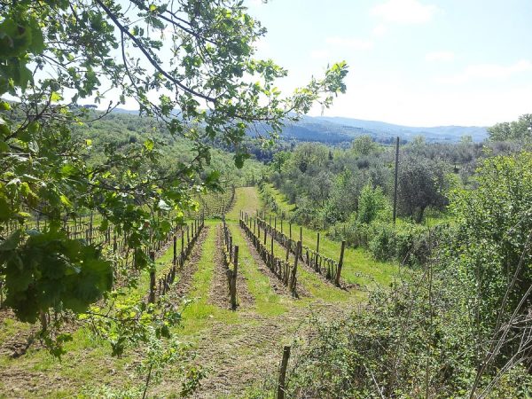 Weinberge im Chianti in der Toskana