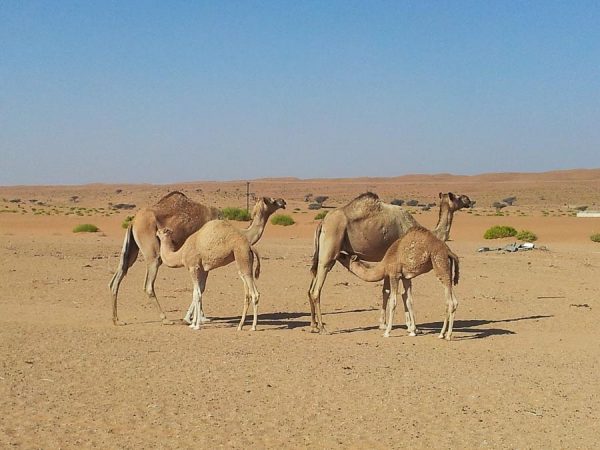 Kamele mit Babys im Oman