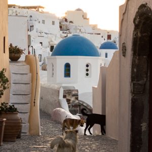 Wilde Hunde in Oia Santorin