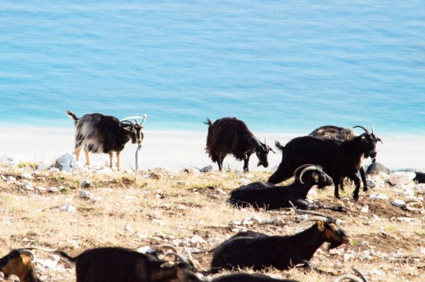 Ziegen über türkisblauem Meer in Albanien