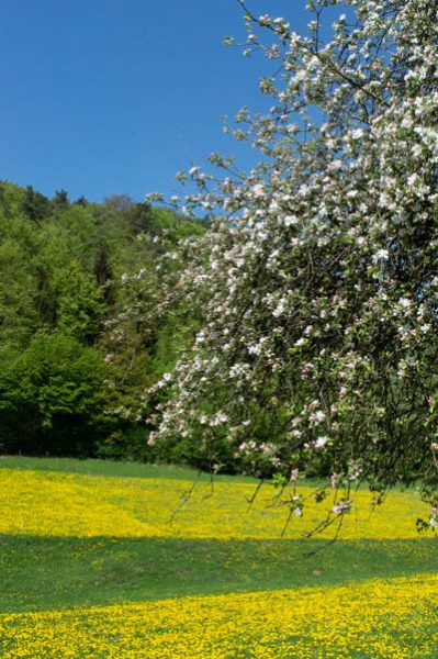 Blühende Wiesen in Tüchersfeld