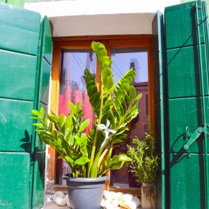 Green shutter in Burano