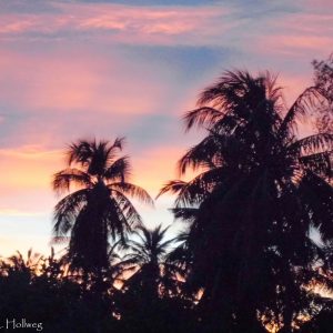 Palms ar sunset