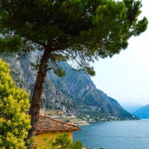 Pine Tree above Lake Garda