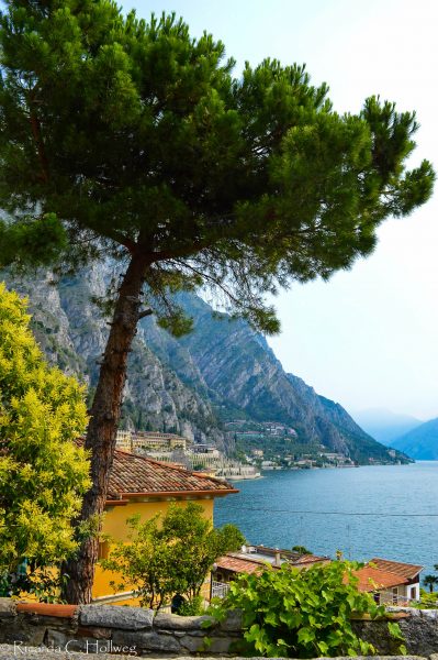 Pine Tree above Lake Garda