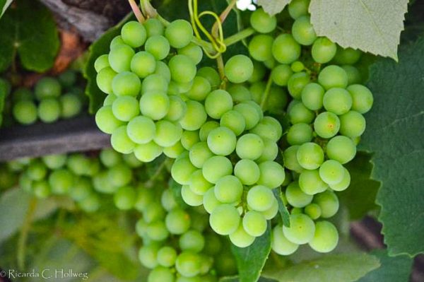 Grapes in Piran