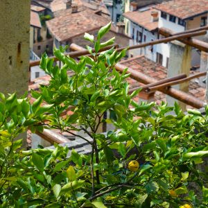 Citrus fruits in Limone sul Garda