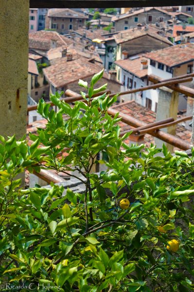 Citrus fruits in Limone sul Garda