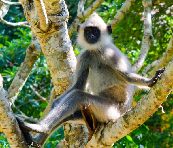 Monkey in Katharagama