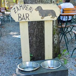 Drinking Spot for Dogs