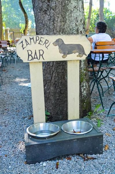 Drinking Spot for Dogs