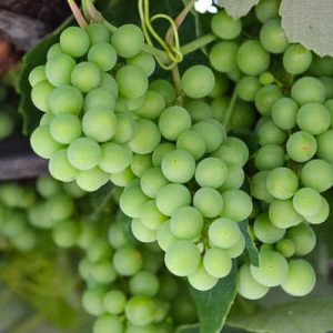 Grapes growing in Piran