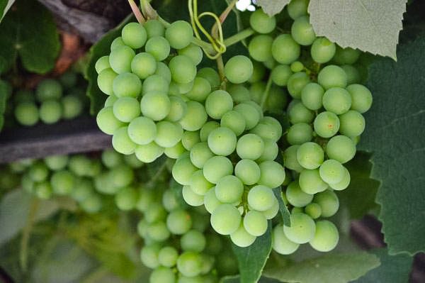 Grapes growing in Piran