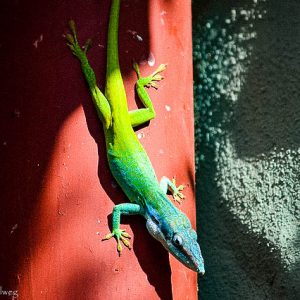 Colorful lizard in Cuba