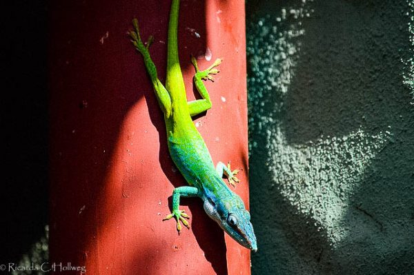 Colorful lizard in Cuba