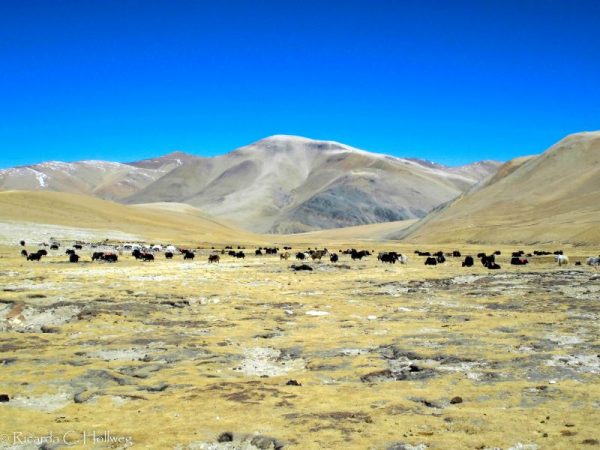Herd of yaks in Everest National Park