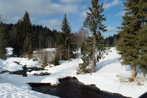 Šumava near Modrava in winter