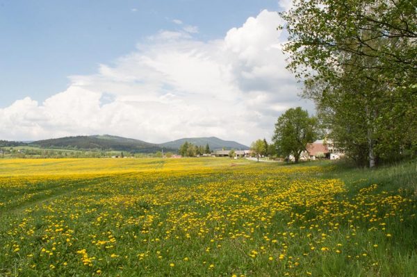 Flourishing meadow in the Šumava