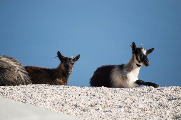 Goats in Llogara National Park Albania