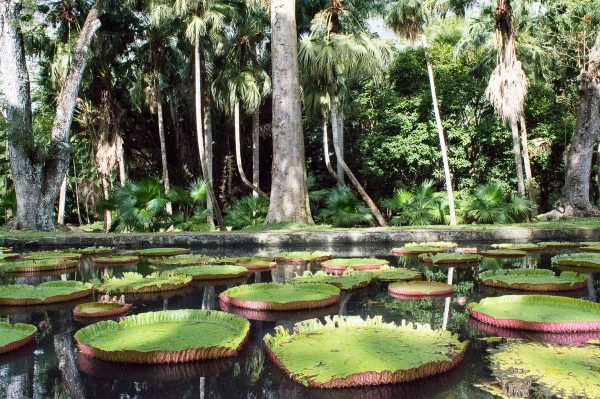 Botanical garden Pamplemousses Mauritius