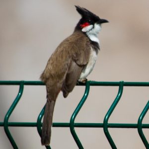 Red-whiskered bulbul in Mauritius