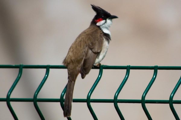 Red-whiskered bulbul in Mauritius