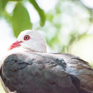 Pink Pigeon auf Mauritius