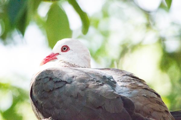 Pink Pigeon auf Mauritius