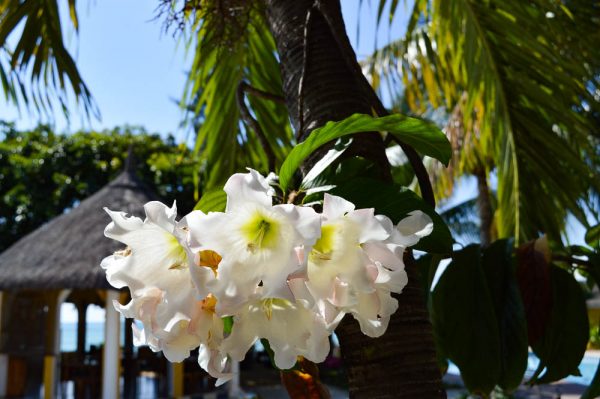 Sumptuous frangipani at Villa Anakao Mauritius