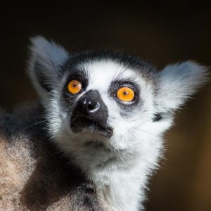 Lemur in Mauritius
